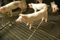 Crimped Woven Mesh for Pig Raising,Pig Feeding Wire Mesh, Hog Flooring Wire Mesh