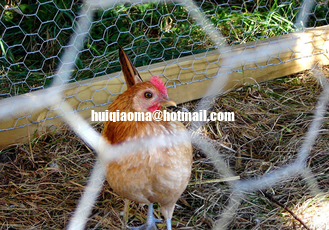 Hexagonal Wire Netting,Green PVC Poultry Hex Netting,Aviary Game Bird Chicken Wire Fence