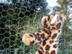 Hexagonal Wire Netting,Green PVC Poultry Hex Netting,Aviary Game Bird Chicken Wire Fence